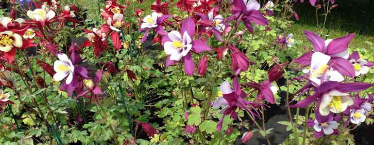Colourful flowers